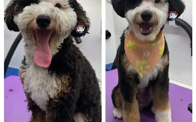 Heather's Mobile Pet Salon in Tomball, TX