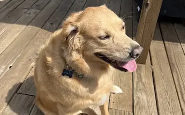 Notorious D.O.G. in Greenville, TX