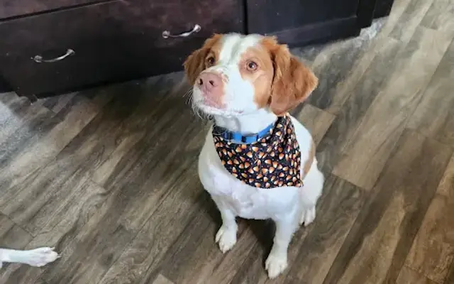 Velvet Dog in Herkimer, NY
