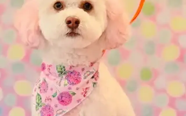 Pupstar Pet Grooming in Jim Thorpe, PA