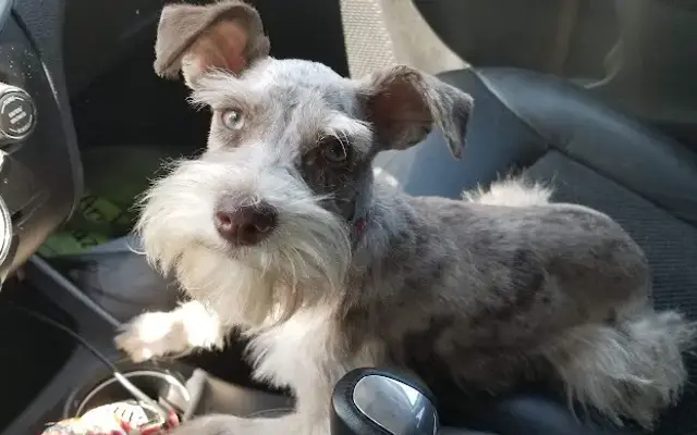 Durant poochie parlor in Mt Pleasant, TX