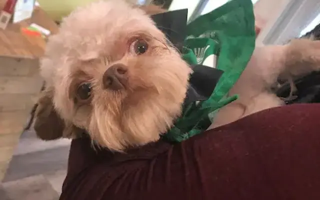 PHilthy Paws LLC in Philadelphia, PA