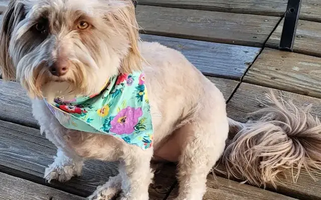 Little Big Dog Grooming in Ripley, WV