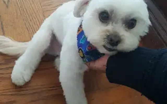 Angell's Canine Spa in Lomita, CA