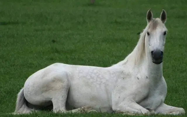 Paws To Ponies Pet Sitting in Thorndale, PA
