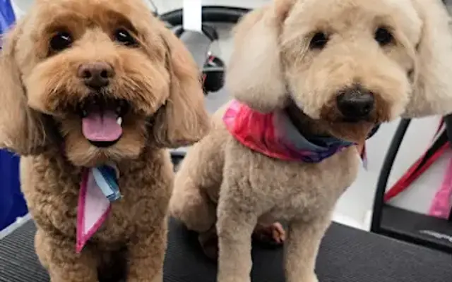 Petnificent Mobile Grooming in Midlothian, VA