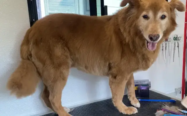 Fluff N Fuzz Mobile Dog Grooming in Wernersville, PA