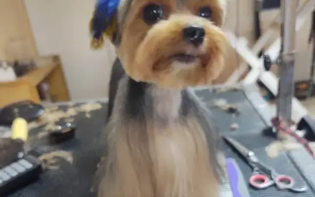 Grooming by Roxxanne in Alvord, TX