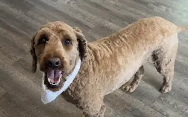 Doodle Doo's and Dogs Too Grooming in Westford, MA