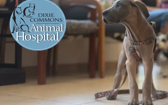 Dixie Commons Animal Hospital in Bunnell, FL