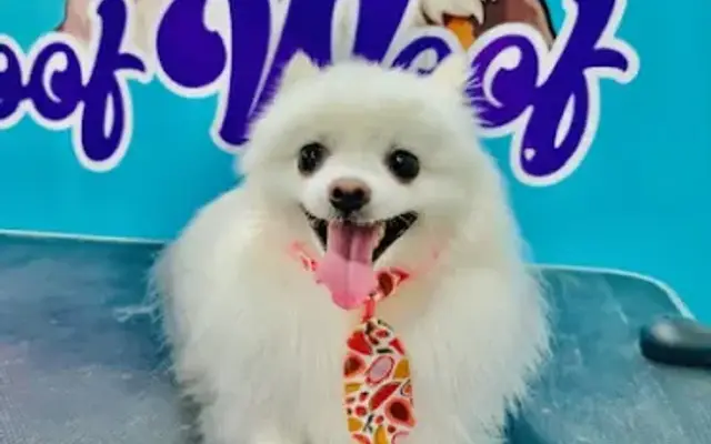 Woof Woof Luxury Mobile Pet Grooming Naples in Naples, FL