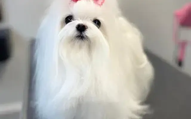 Pet Parlor in Keller, TX