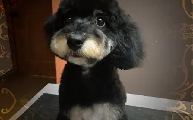 Judit’s Dog Grooming in Jacksonville, FL