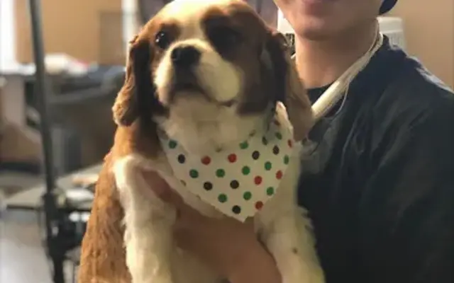 Kawaii Dog Grooming in Lacey, WA