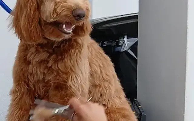 Wiggles & Wash Mobile Dog Grooming in Boerne, TX