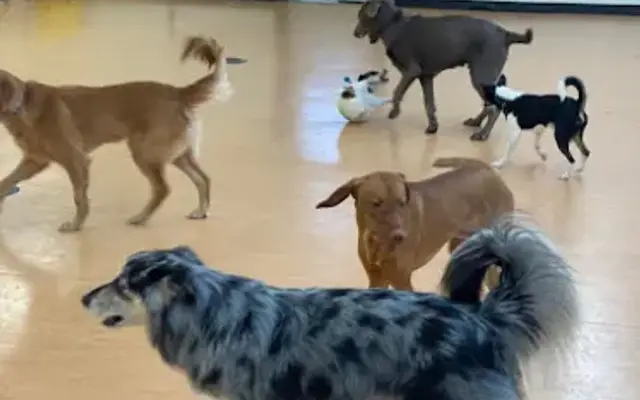 Pet Retreat in Wisconsin Dells, WI
