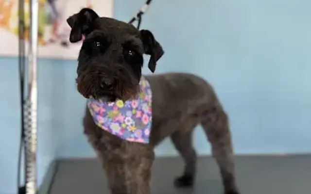 Greater Dog Grooming in Minco, OK
