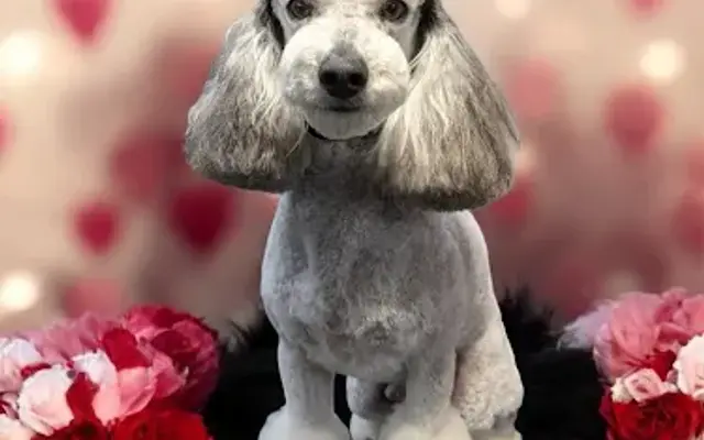 Pawfection Pet Spa, L.L.C. in Richmond, KY