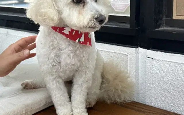 Aroma Pets Grooming in San Dimas, CA