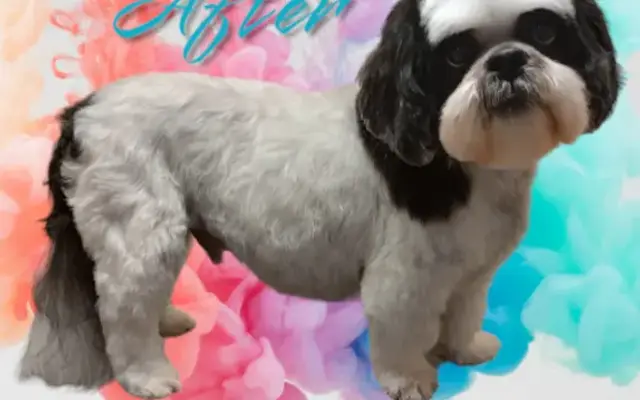 Doggie D'Tails by Jessie in Guthrie, OK