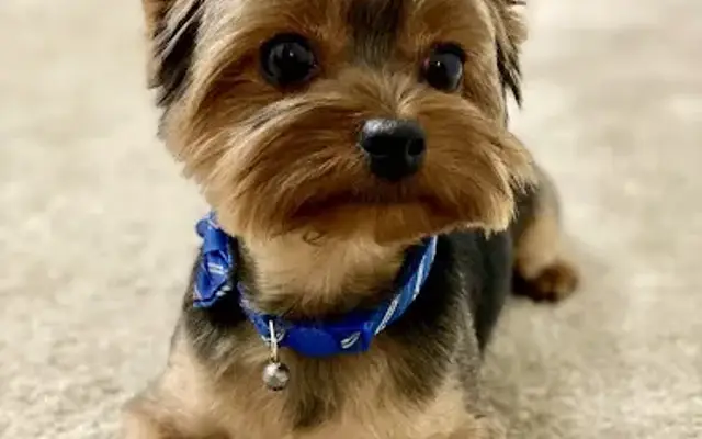 Georgetown Pet Grooming in Washington, DC