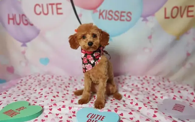 Strutt Your Mutt Grooming-Snellville in Snellville, GA