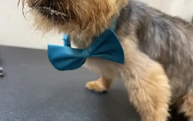 NOMA Pet Services & Takoma Mobile Grooming in Washington, DC