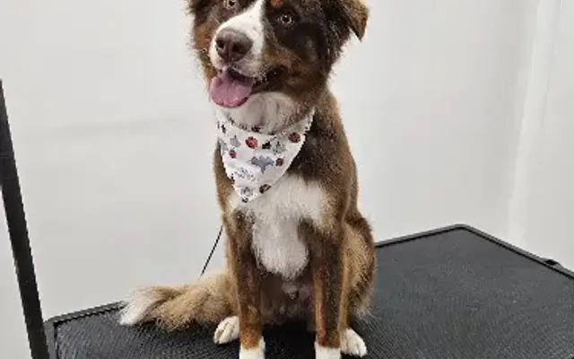 The Fairy Dogmother Pet Spa in Sault Ste. Marie, MI