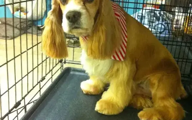 Fionna's Grooming Boutique Llc in Cumberland, KY