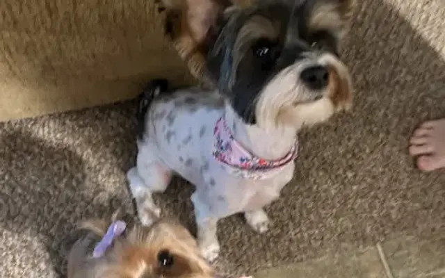 The Pampered Pooch in Waycross, GA