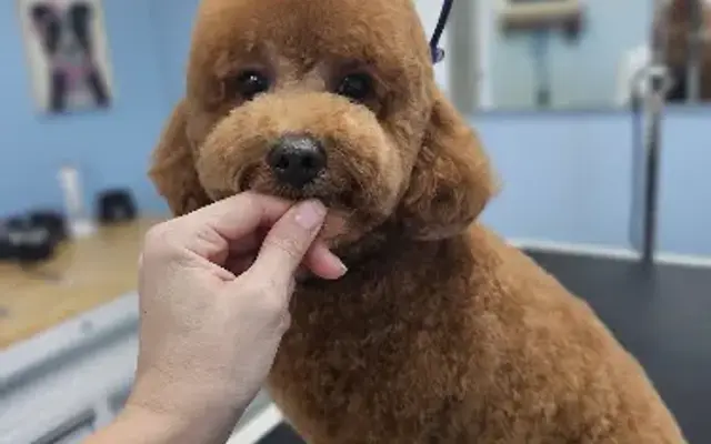 All Paws Pet Spa in Stuart, FL