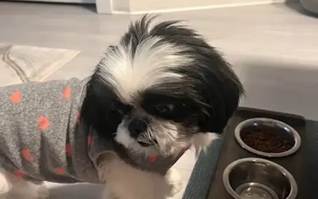 Samantha’s Home Grooming in Lockport, NY