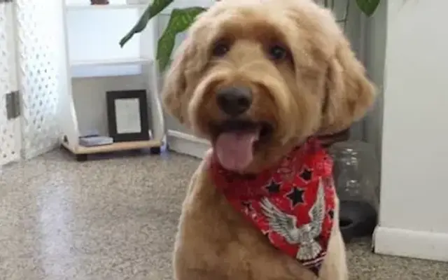 Shear Magic Pet Grooming in Casselberry, FL