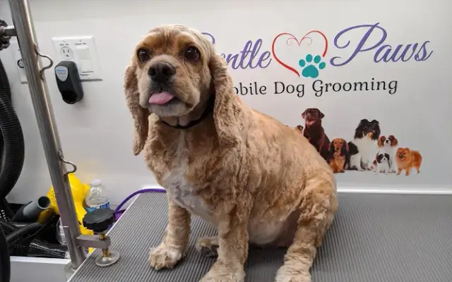 Gentle Paws Mobile Dog Grooming in El Cajon, CA
