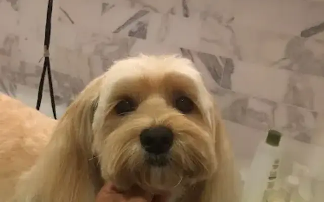 Little Dog Grooming By Karissa in St. Petersburg, FL