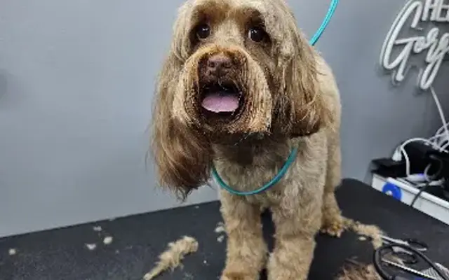 Hello Gorgeous Mobile Dog Spa llc in Hendersonville, TN