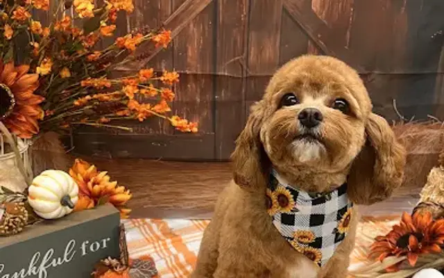 Fox Tail Grooming, LLC in Harmony, MN
