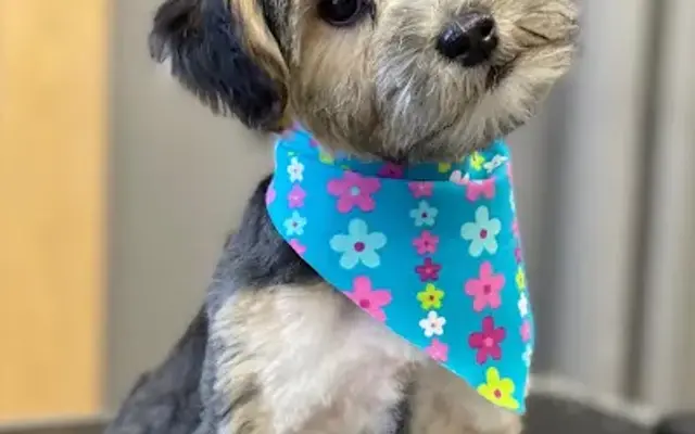 Pampered Paws LLC in West Salem, WI