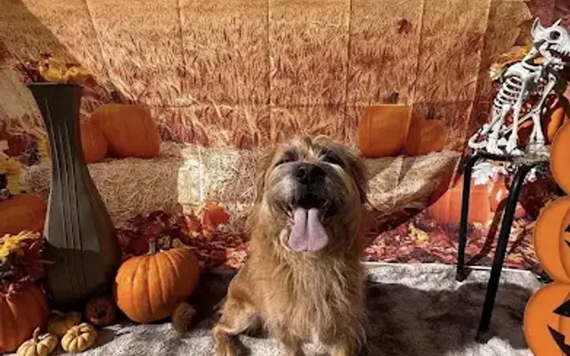 Figleys Kennel Service LLC in East Palestine, OH