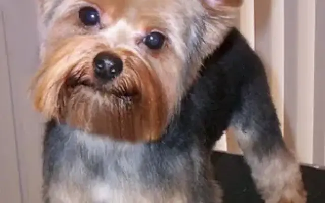 A Furry AffHair Primp Your Pet Grooming Salon in Mt Morris, IL