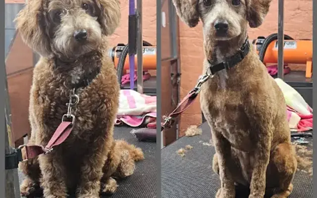 Pooch Paradise Spa in Watertown, WI