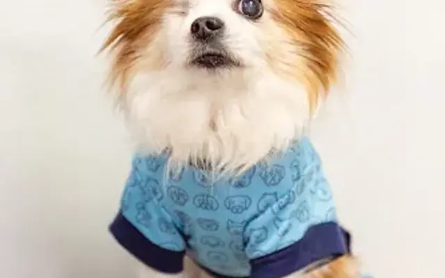 Best Friends Animal Hospital and Pet Hotel in Fayetteville, AR