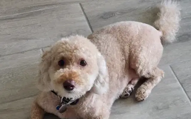 Pets R Family Boarding and Grooming in St Johns, FL