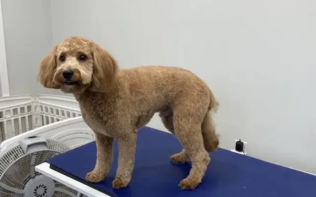 Fluff Grooming in Boise, ID