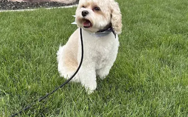 Rachel’s Dog Grooming in Hyde Park, UT