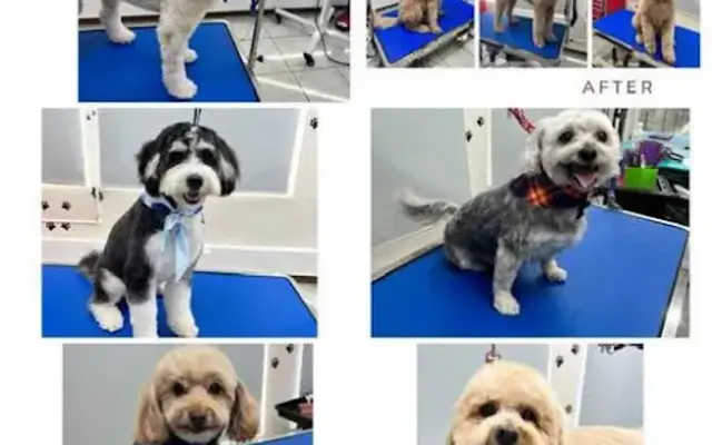 Life with Paws NJ in Freehold, NJ