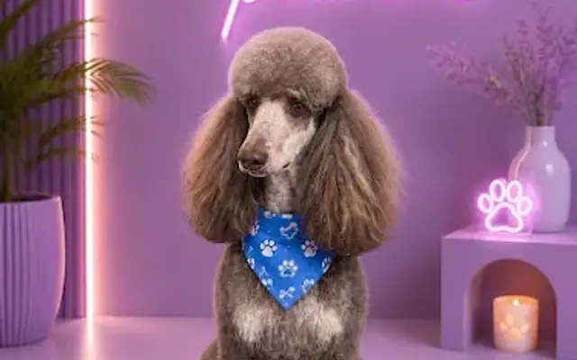 Puppy Palms | Pet Grooming&Supplies in Delray Beach, FL