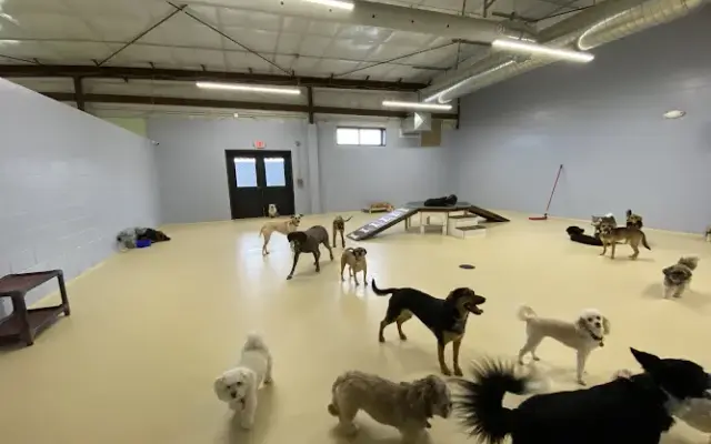 TailWaggers Doggy Daycare in De Pere, WI