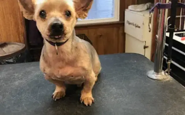 Top Notch Grooming in Niles, MI