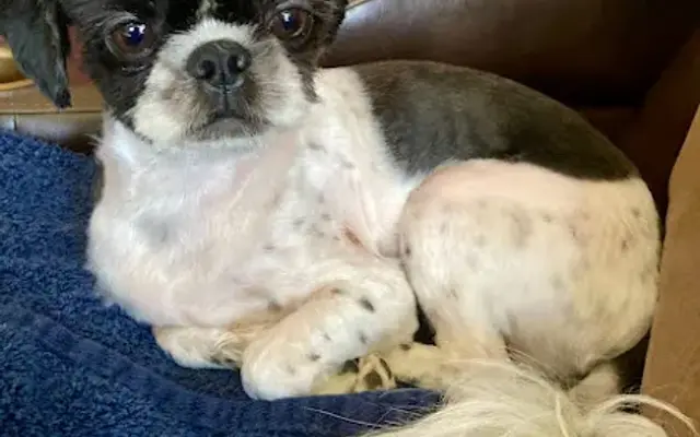 Parkway Veterinary Center in Sarasota, FL